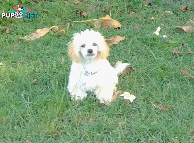 Tiny White Toy Poodle Stud Service Available