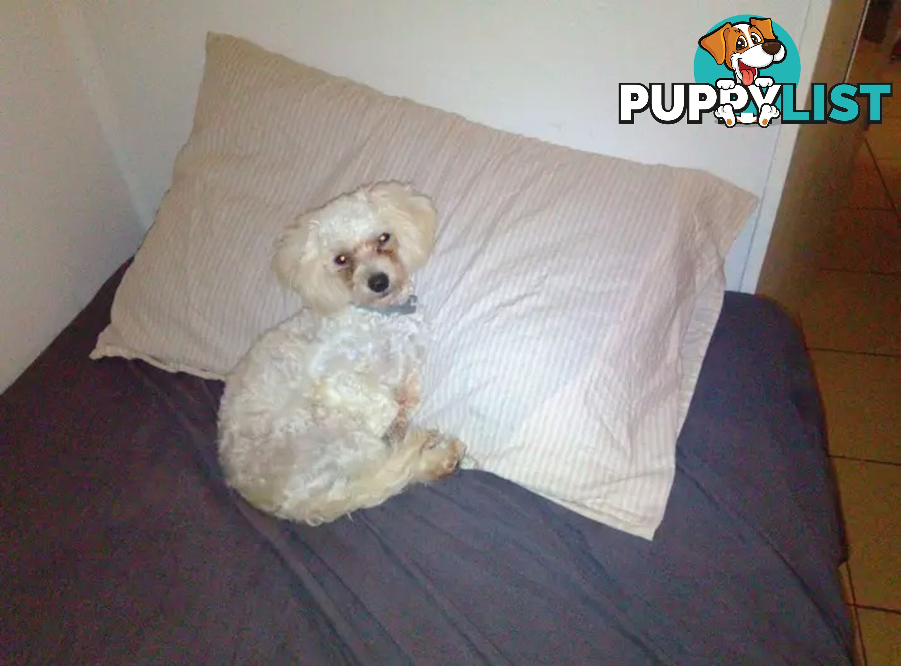 Tiny White Toy Poodle Stud Service Available