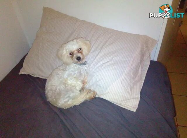 Tiny White Toy Poodle Stud Service Available