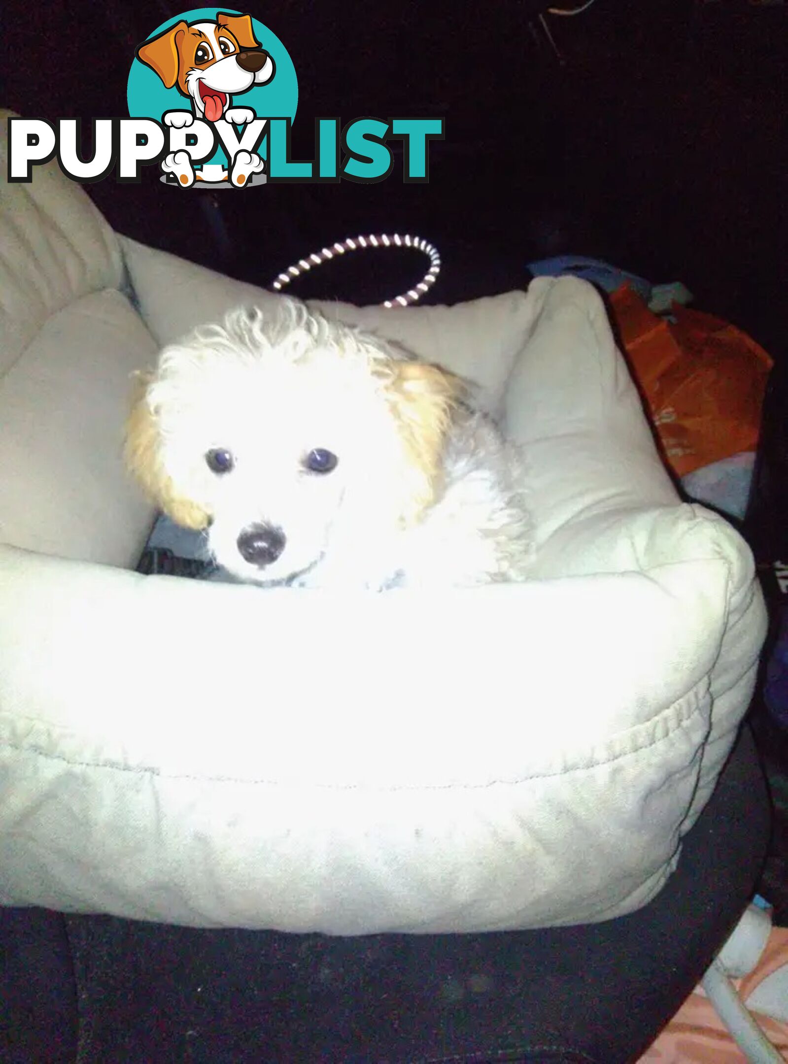 Tiny White Toy Poodle Stud Service Available