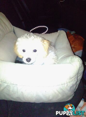 Tiny White Toy Poodle Stud Service Available