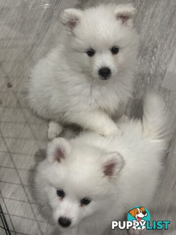 Purebred Japanese Spitz puppies