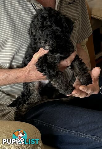 Toy Poodle Puppy Super Soft Non Shedding Coat - great personality