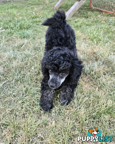 Toy Poodle Puppy Super Soft Non Shedding Coat - great personality