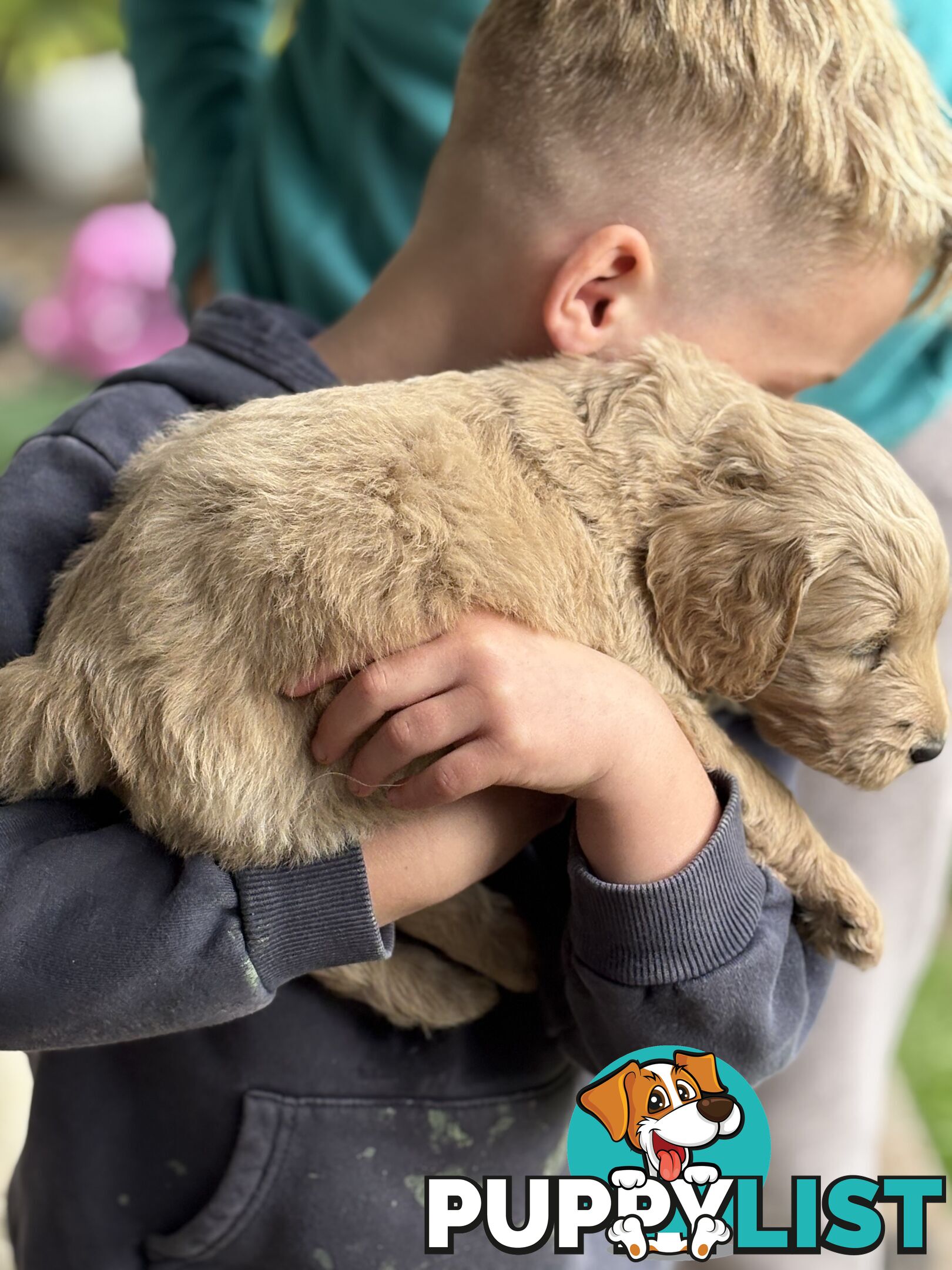 Groodle Puppies - 5 males &1 female