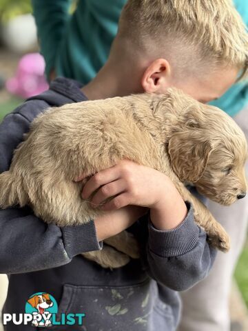 Groodle Puppies - 5 males &1 female