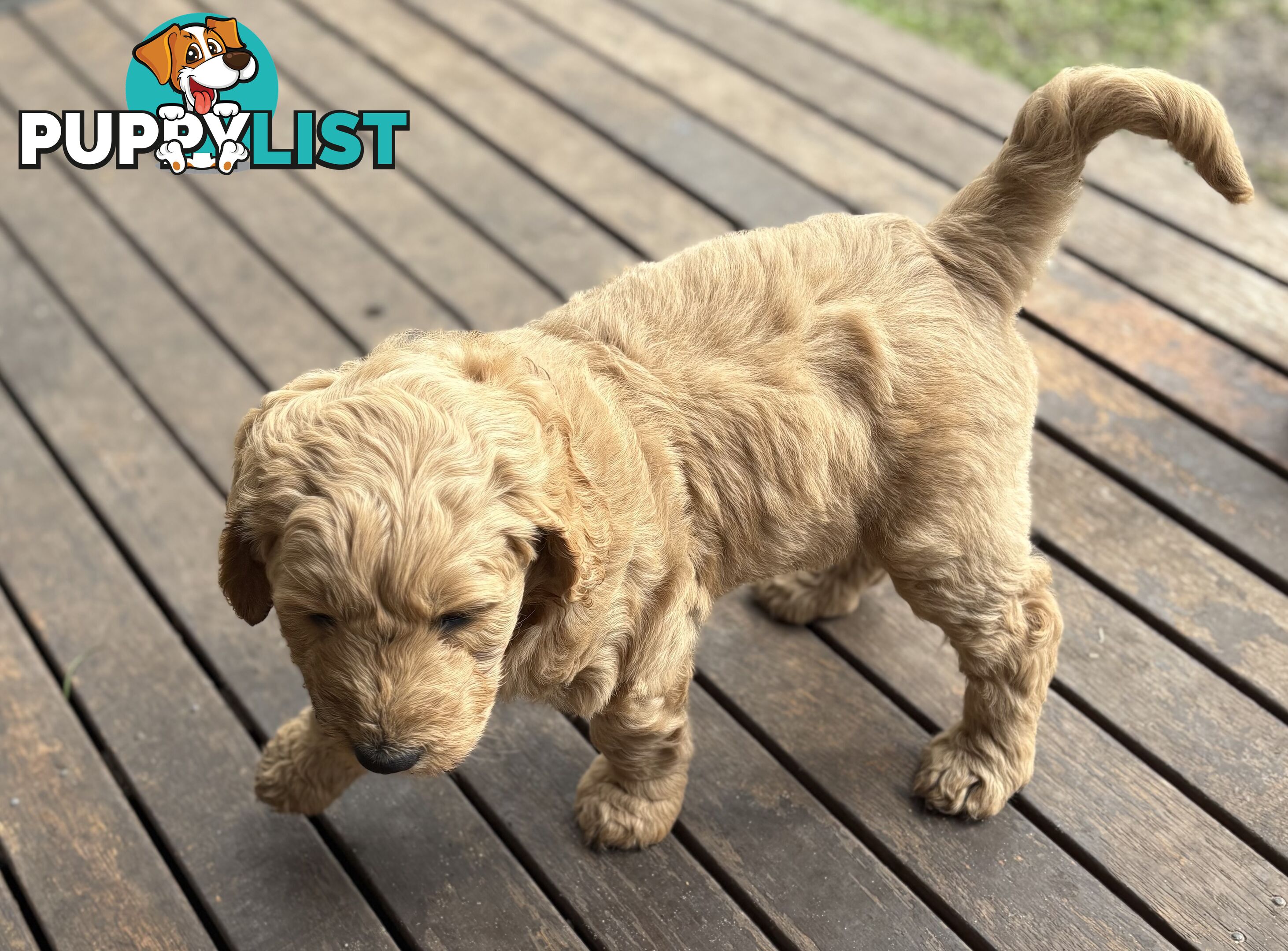 Groodle Puppies - 5 males &1 female