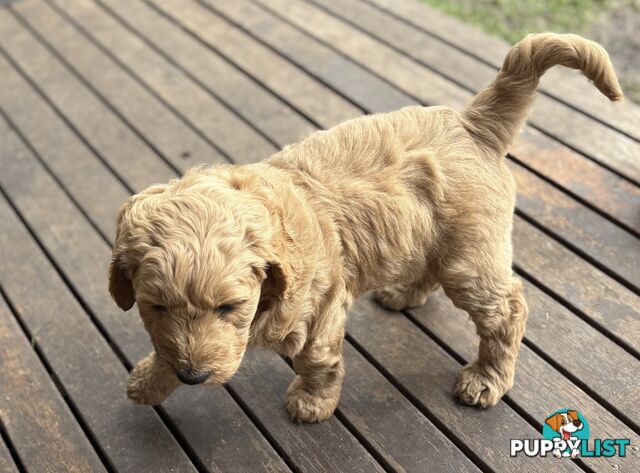 Groodle Puppies - 5 males &1 female