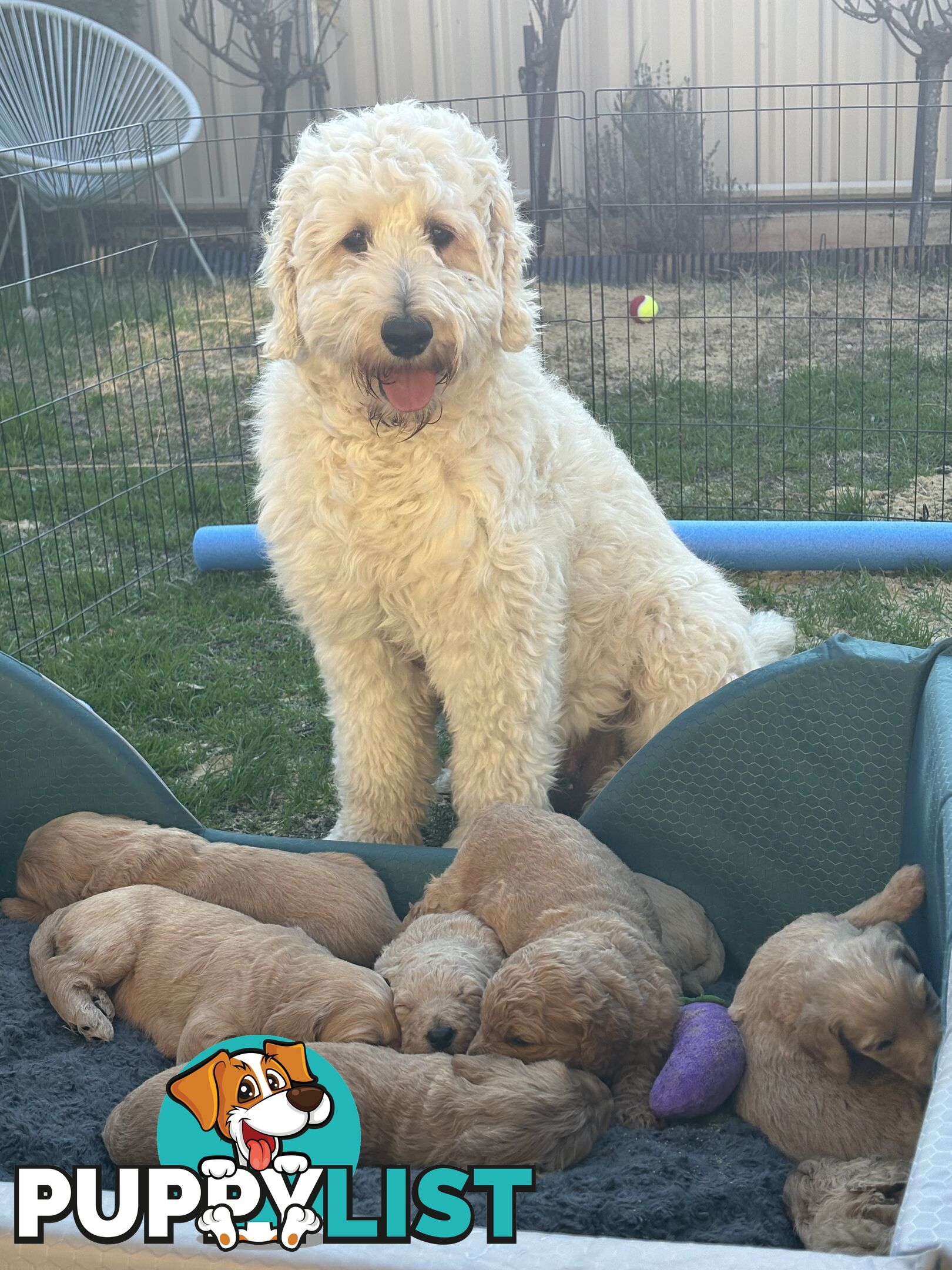 Groodle Puppies - 5 males &1 female