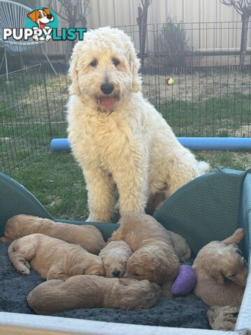Groodle Puppies - 5 males &1 female