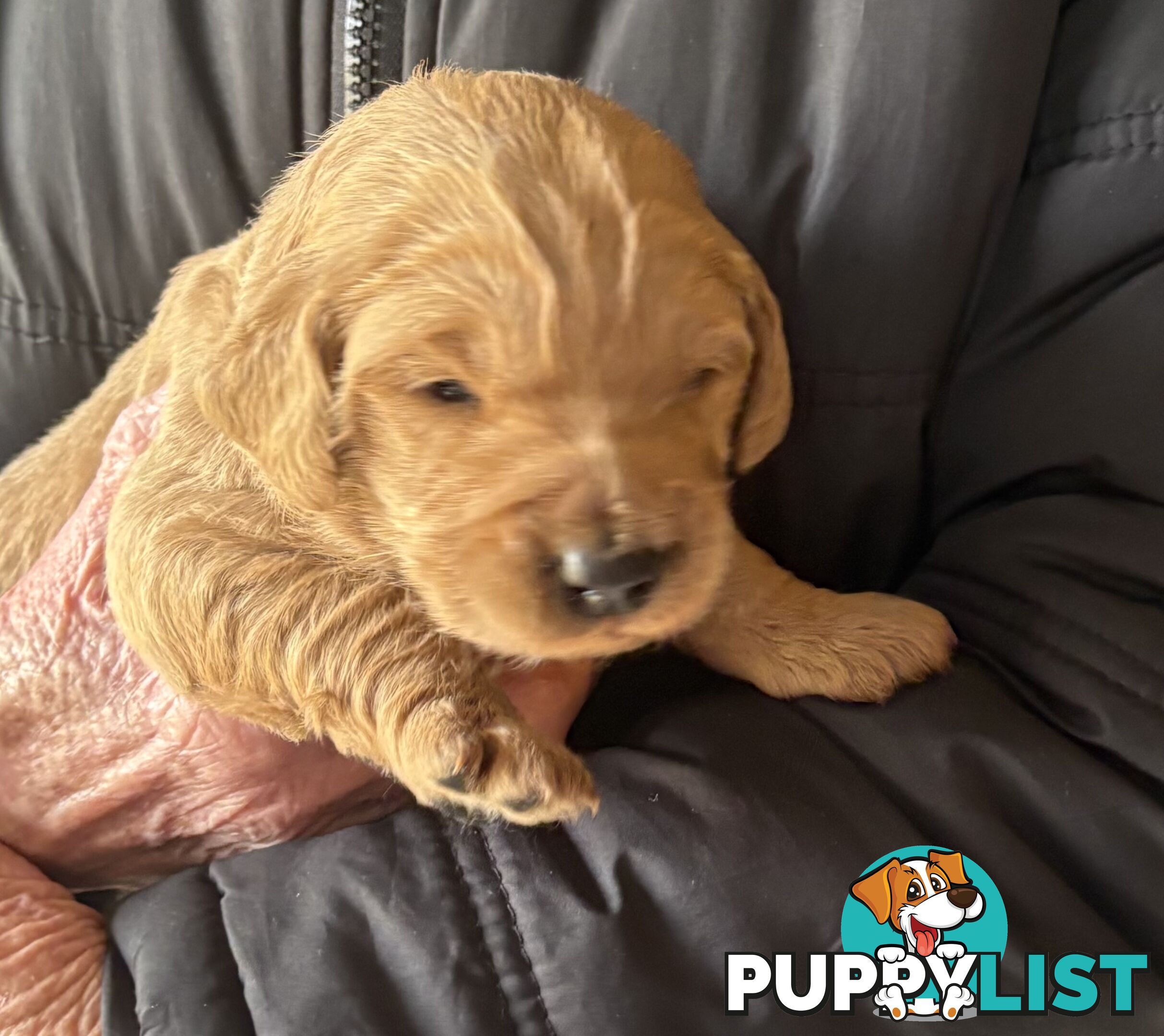Groodle Puppies - 5 males &1 female