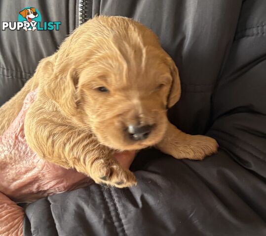 Groodle Puppies - 5 males &1 female