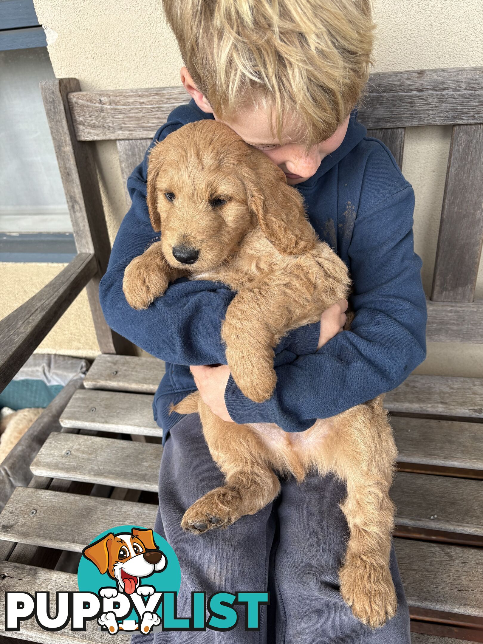 Groodle Puppies - 5 males &1 female