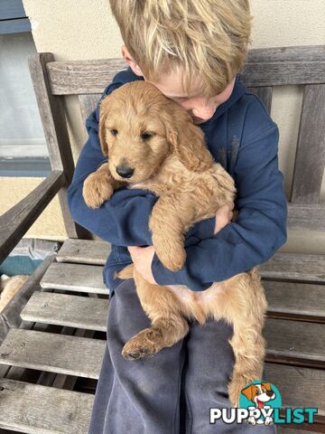 Groodle Puppies - 5 males &1 female