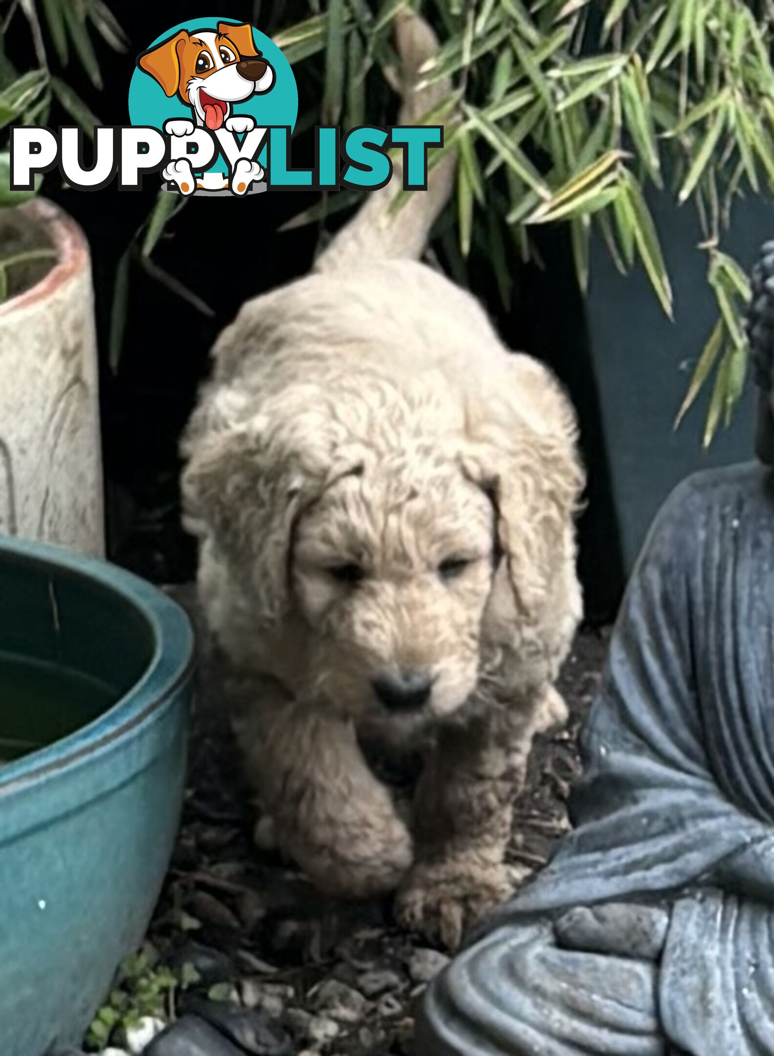 Groodle Puppies - 5 males &1 female