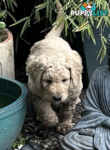 Groodle Puppies - 5 males &1 female