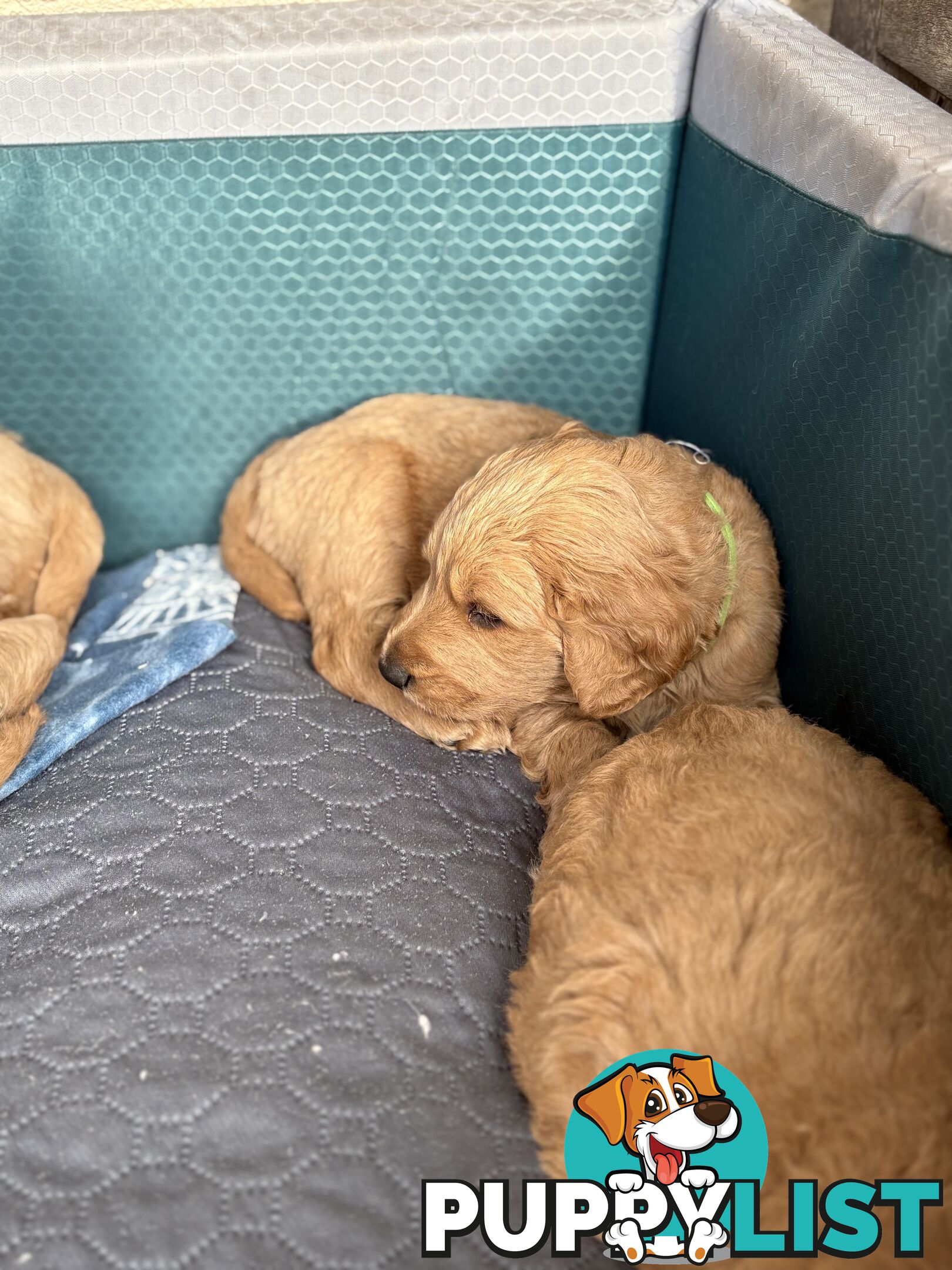 Groodle Puppies - 5 males &1 female