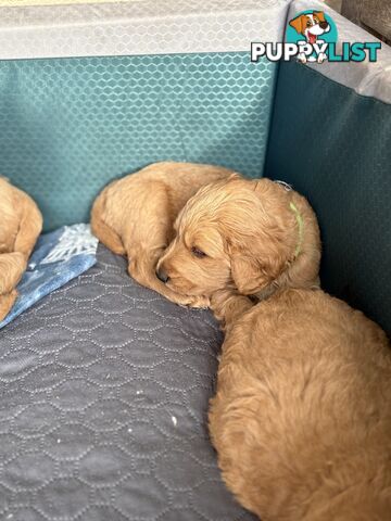 Groodle Puppies - 5 males &1 female