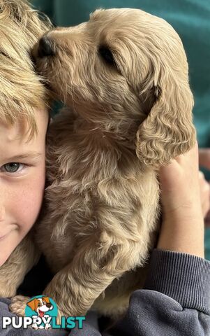 Groodle Puppies - 5 males &1 female