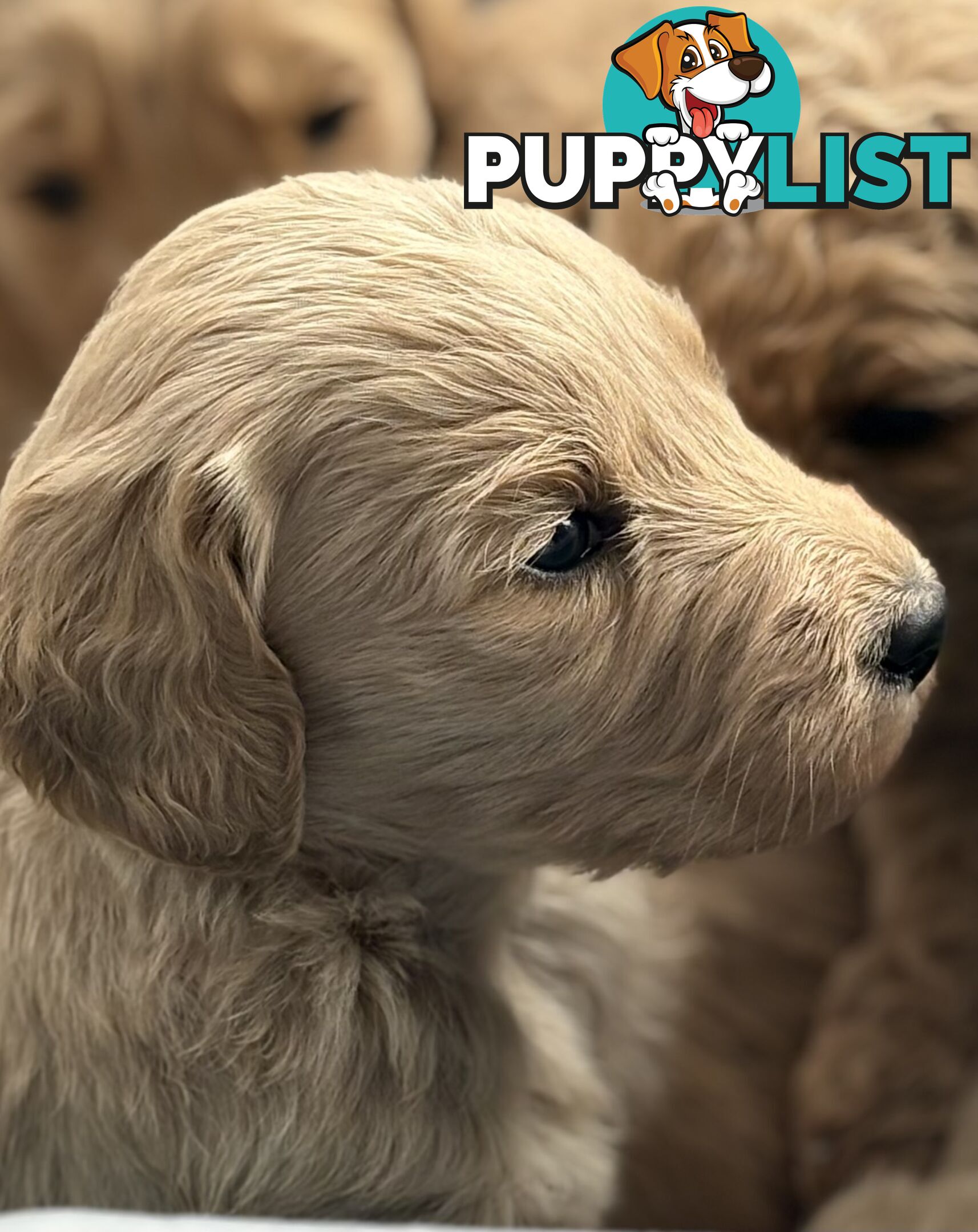 Groodle Puppies - 5 males &1 female