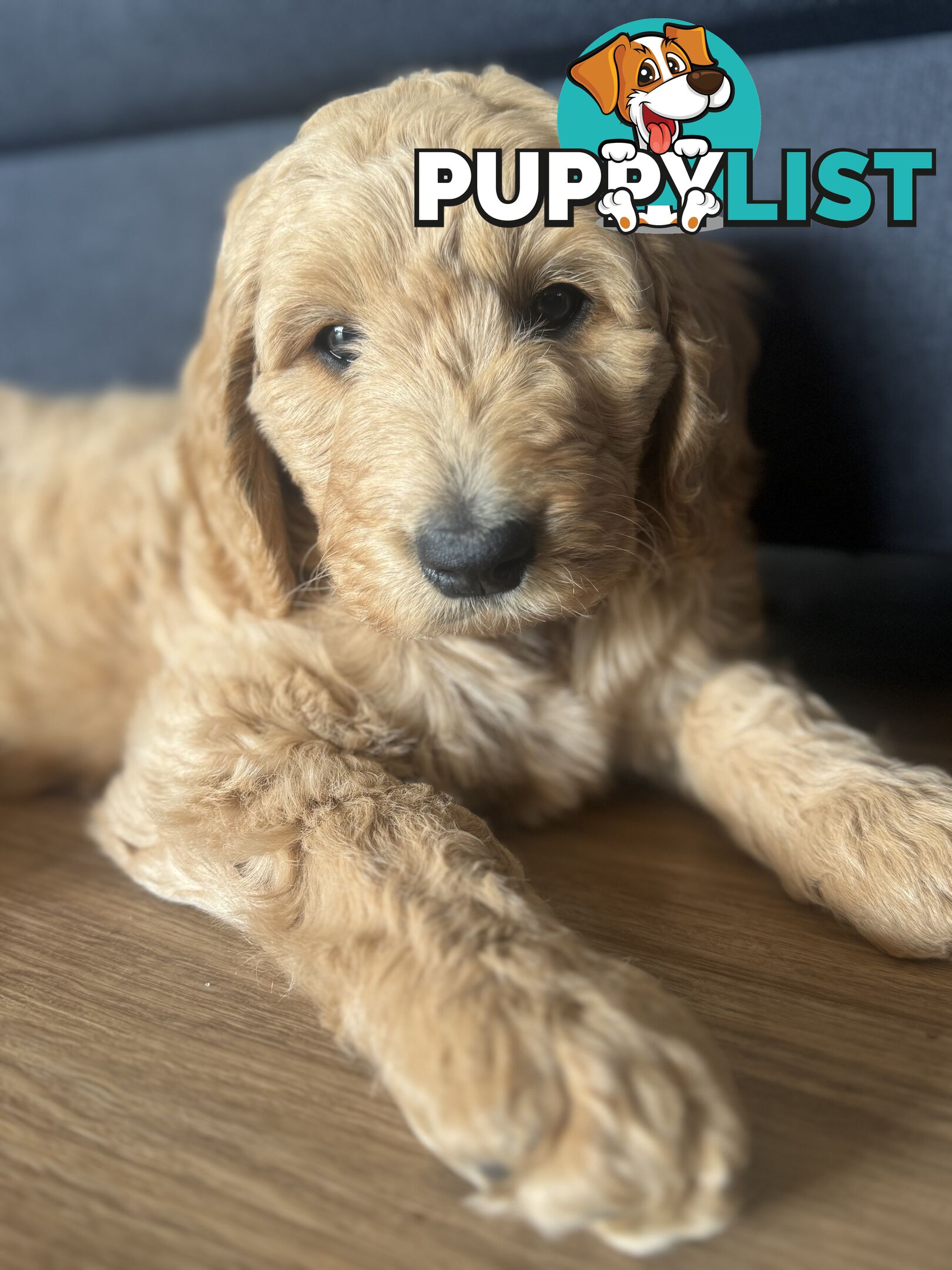 Groodle Puppies - 5 males &1 female