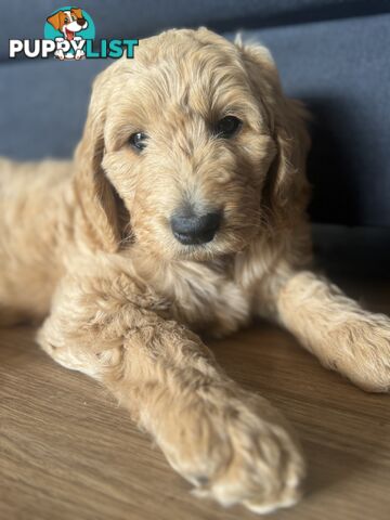 Groodle Puppies - 5 males &1 female