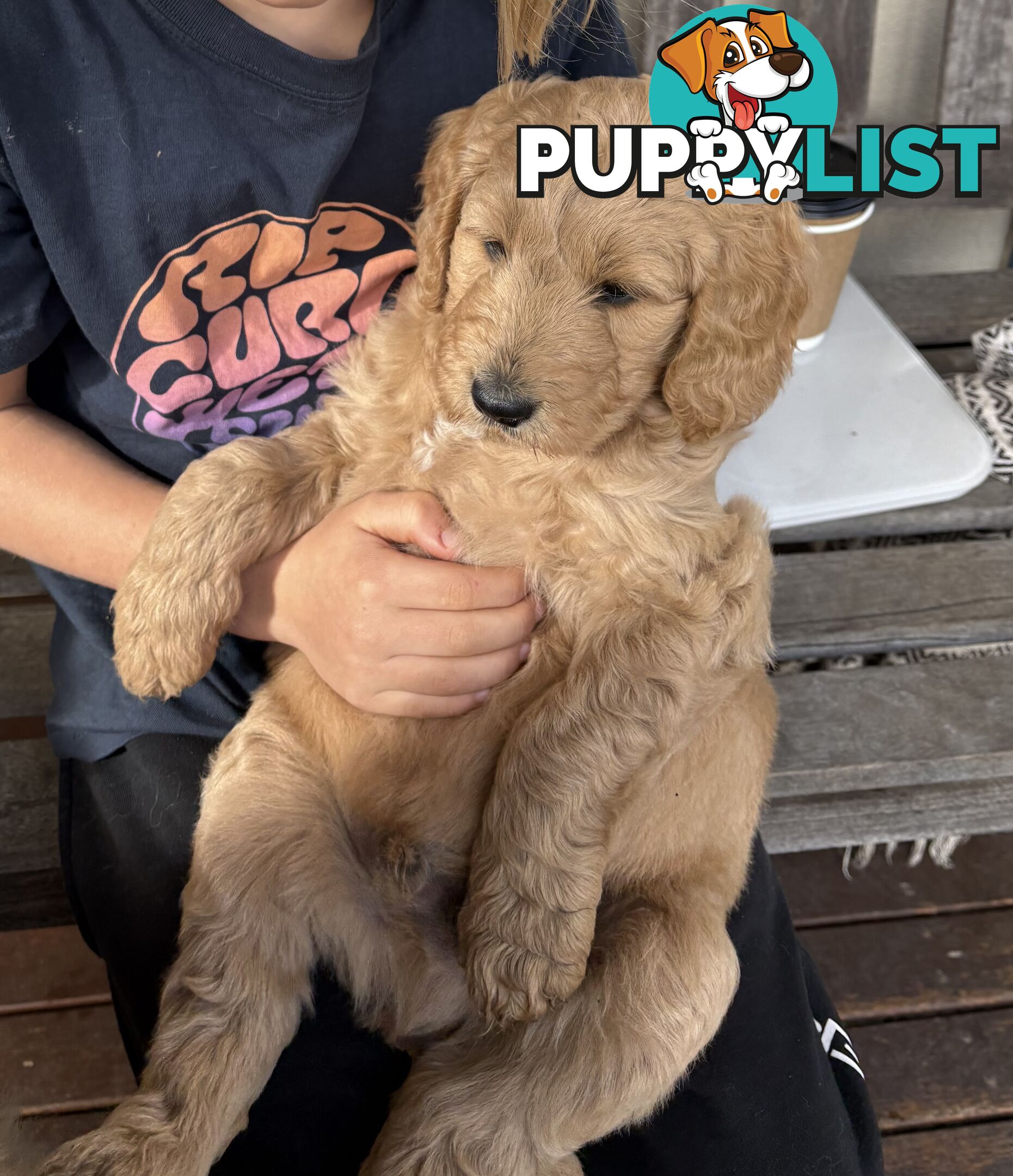 Groodle Puppies - 5 males &1 female