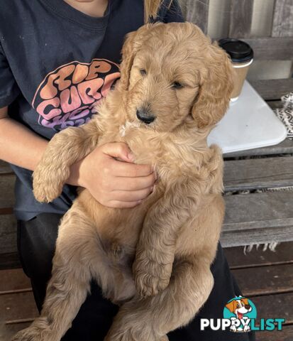 Groodle Puppies - 5 males &1 female