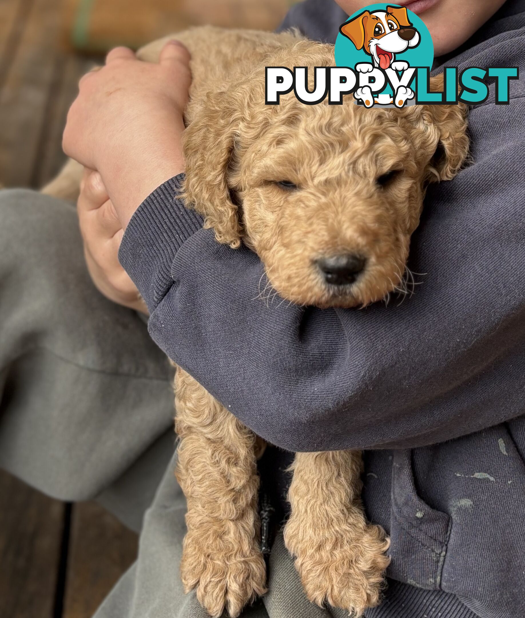 Groodle Puppies - 5 males &1 female