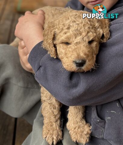 Groodle Puppies - 5 males &1 female