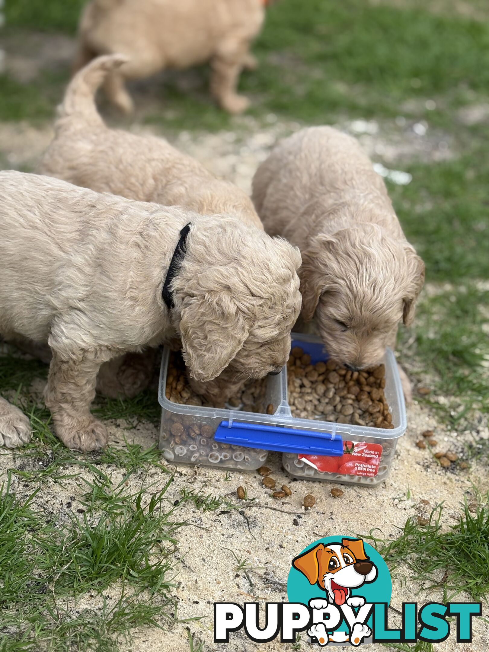 Groodle Puppies - 5 males &1 female