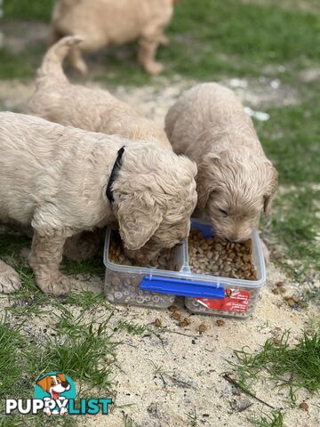 Groodle Puppies - 5 males &1 female