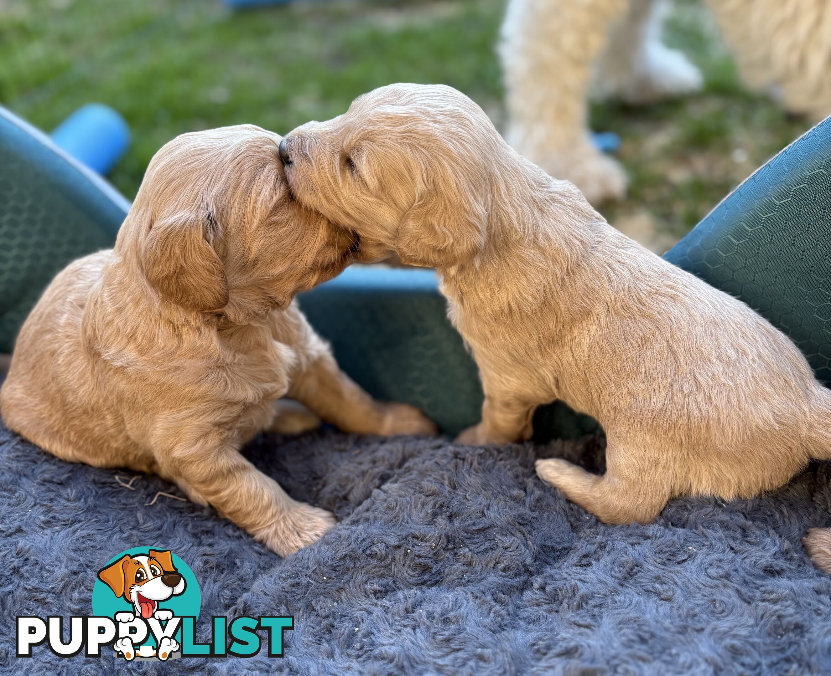 Groodle Puppies - 5 males &1 female