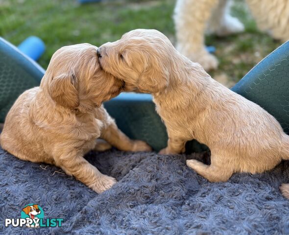Groodle Puppies - 5 males &1 female