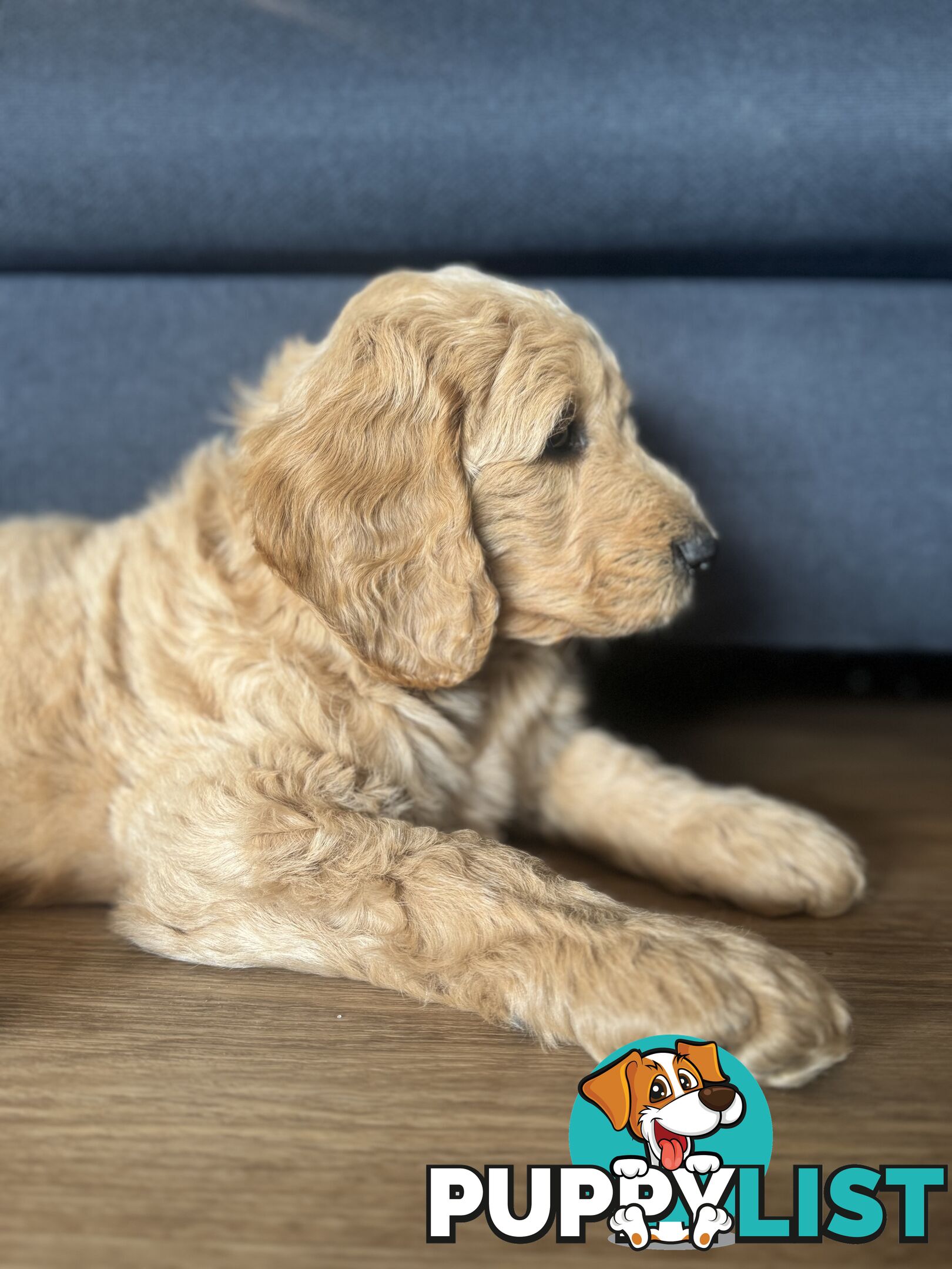 Groodle Puppies - 5 males &1 female