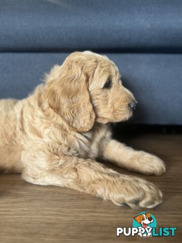 Groodle Puppies - 5 males &1 female