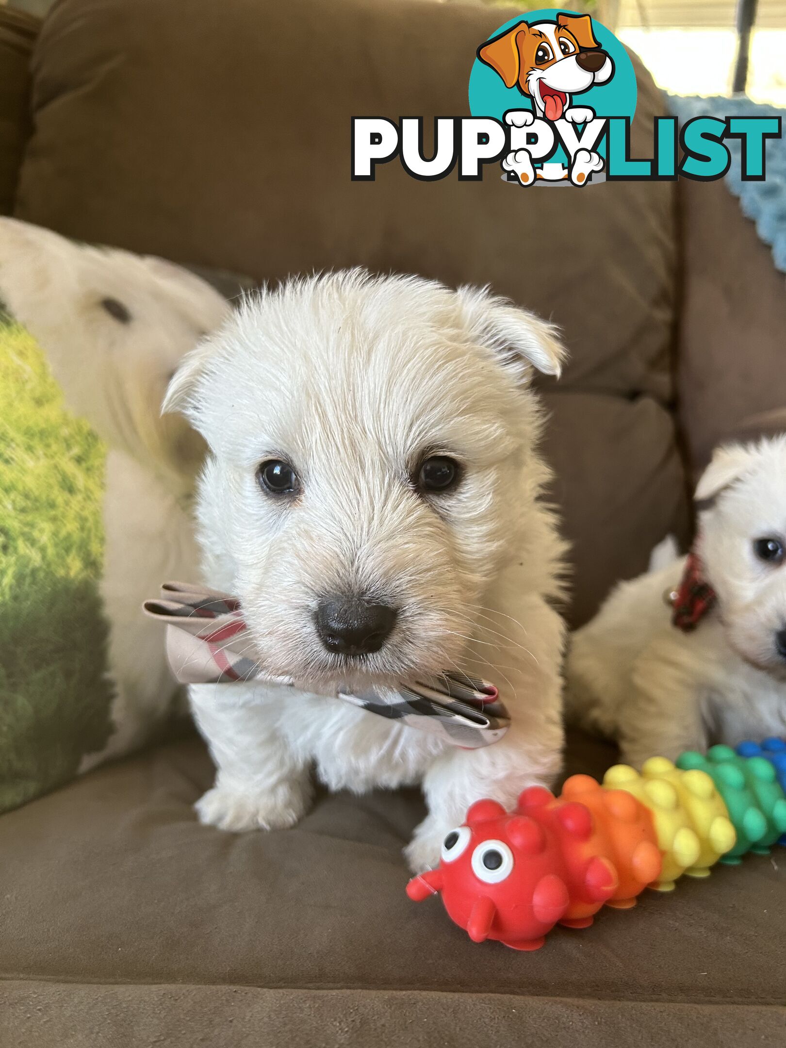 Westie Cross Scottie puppies