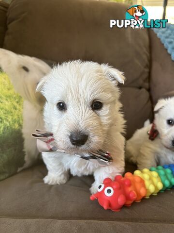 Westie Cross Scottie puppies