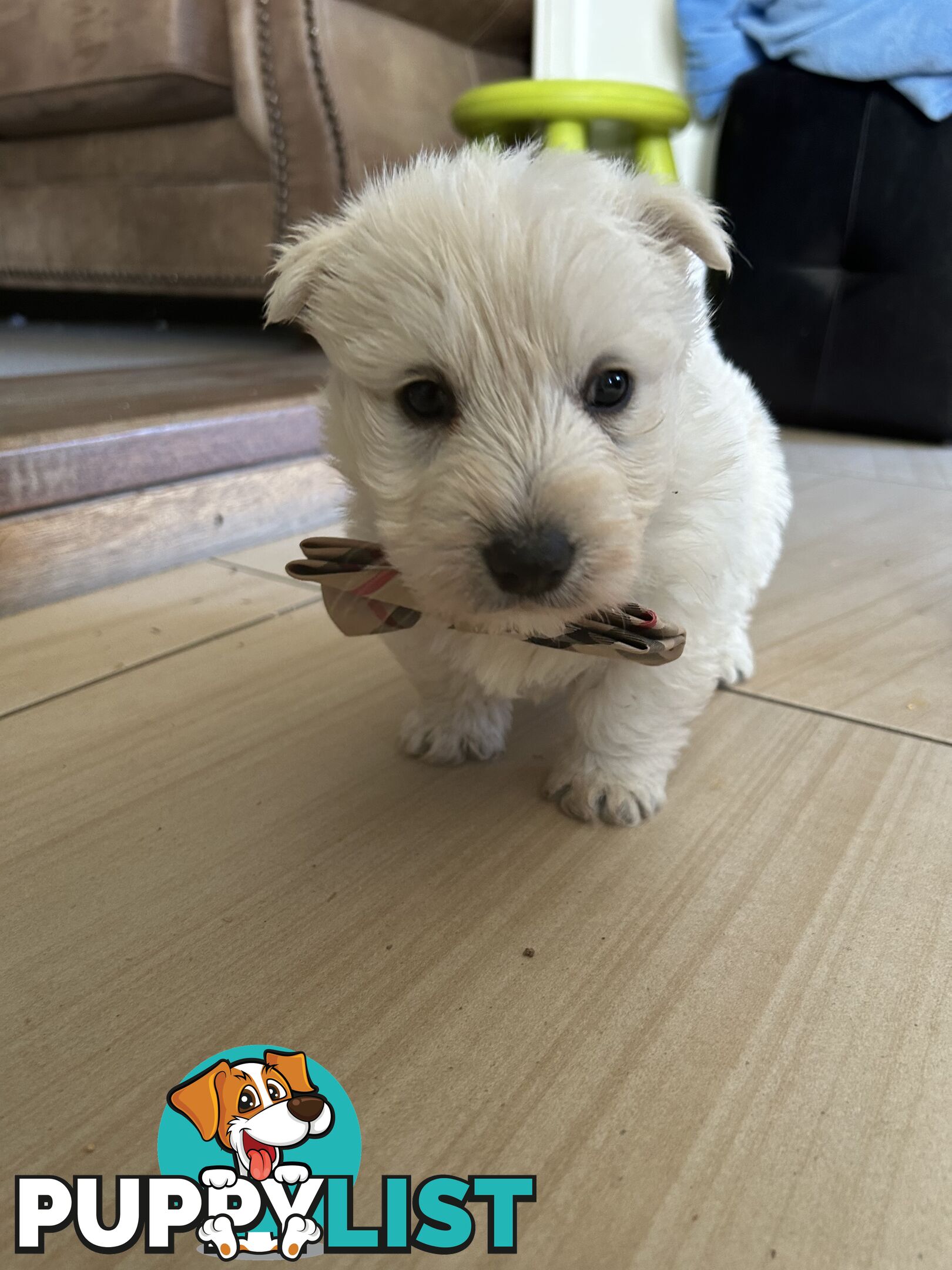 Westie Cross Scottie puppies