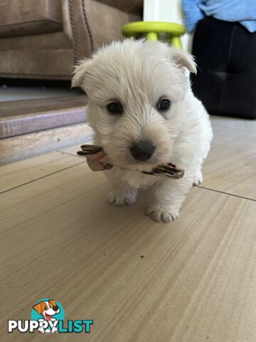 Westie Cross Scottie puppies