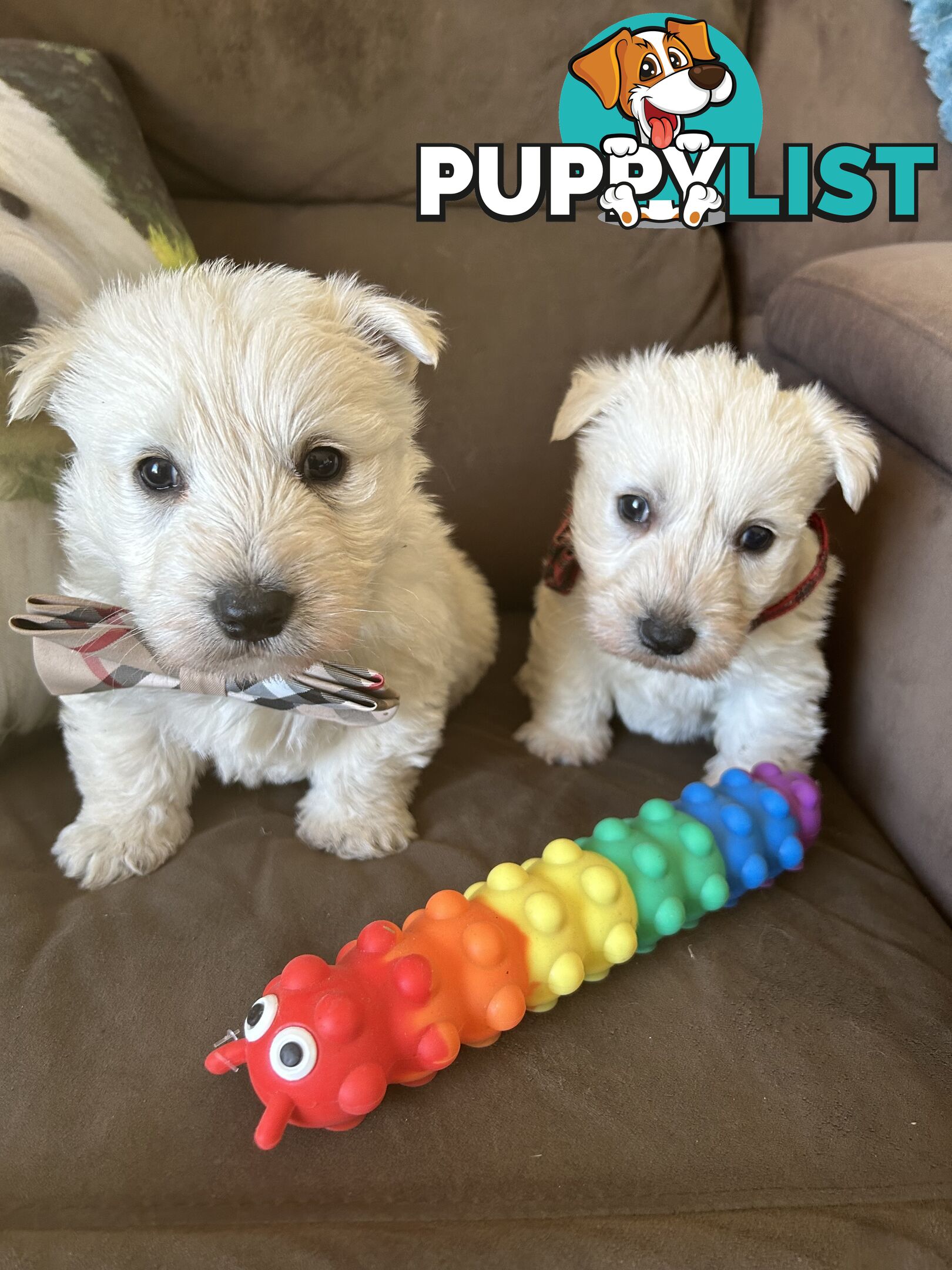 Westie Cross Scottie puppies