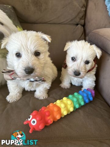 Westie Cross Scottie puppies