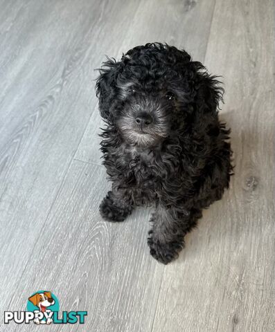 Teacup Toy Poodle