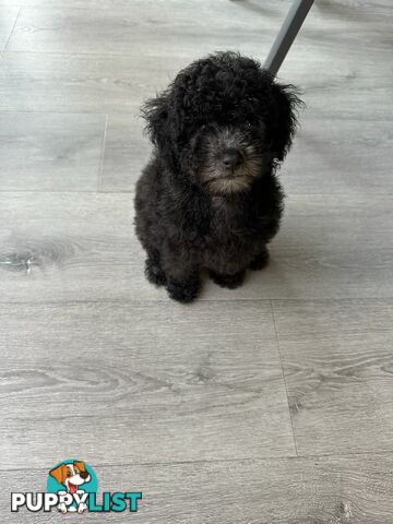 Teacup Toy Poodle