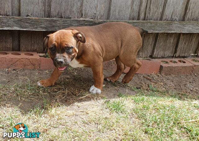 Purebred English Staffy Pups