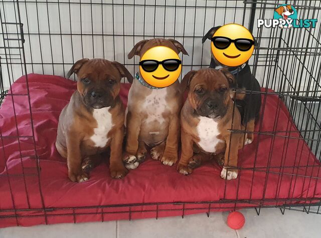 Purebred English Staffy Pups