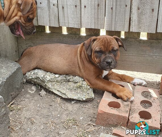 Purebred English Staffy Pups