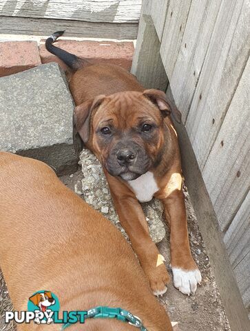 Purebred English Staffy Pups