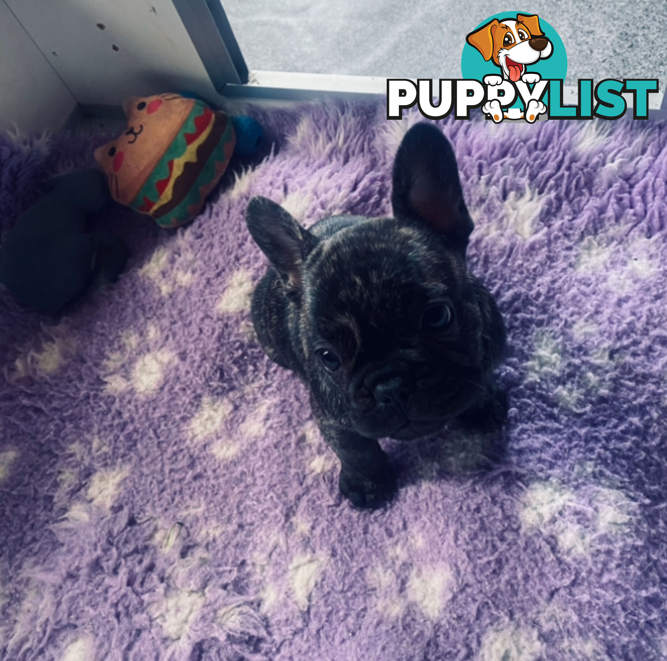 French bulldogs  $2000 last male puppy left