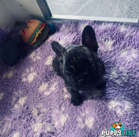 French bulldogs  $2000 last male puppy left